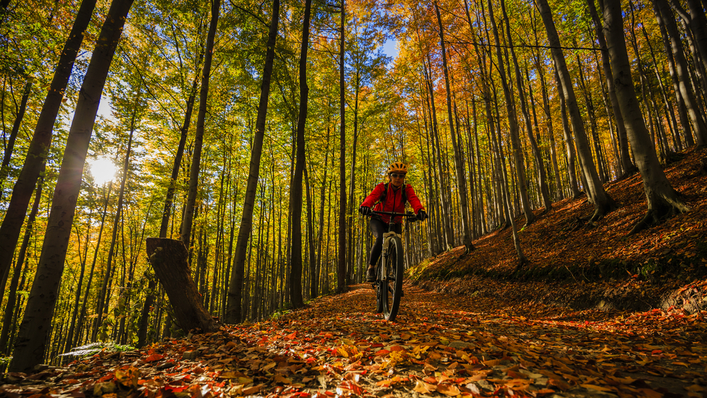 MTB Woods