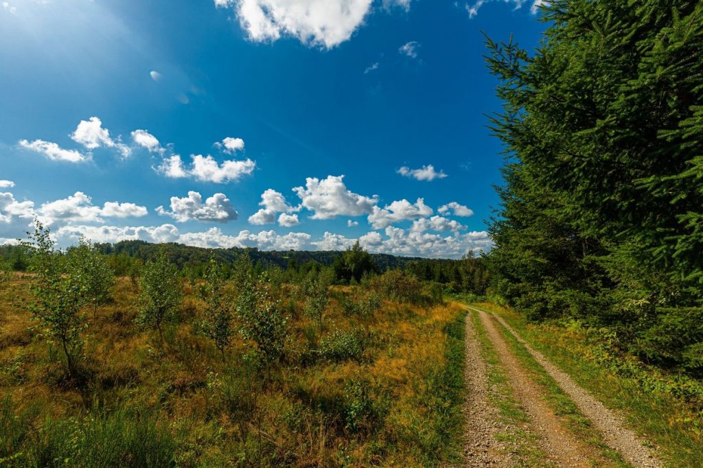 Ardennes Forest