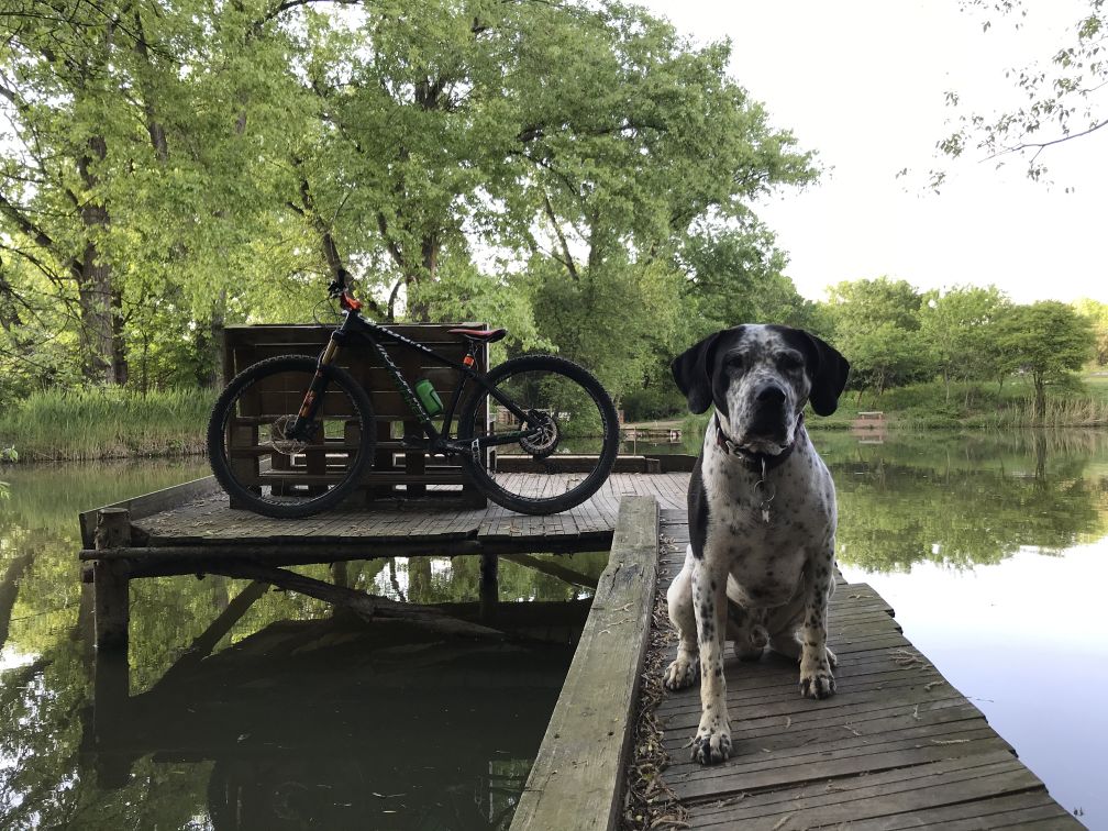 Cycling Dog