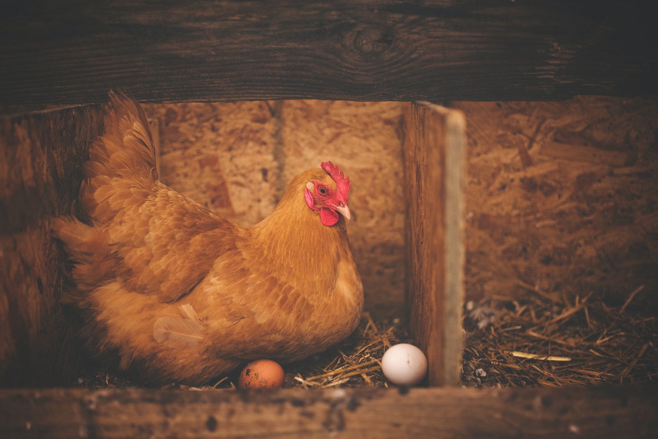Brown hen