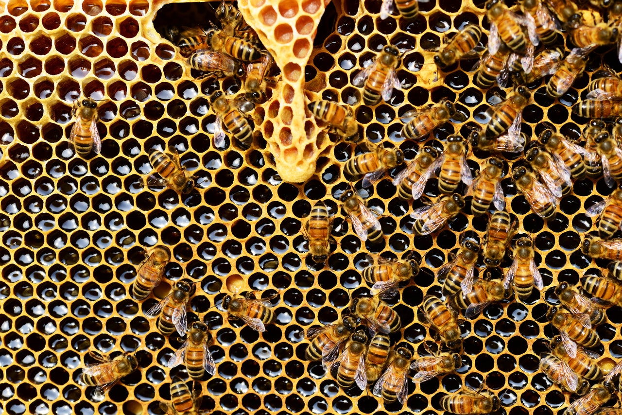 Bees and Honey