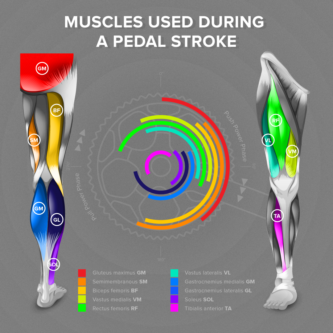 Ever wondered what kind of muscle you’re using right there at that moment during your ride? We made an infographic just to answer that question. The lines on the wheel symbolize the part of a stroke you use the muscle on and the colour tells you easily which one it is. Enjoy and don’t forget to like it on Facebook!
