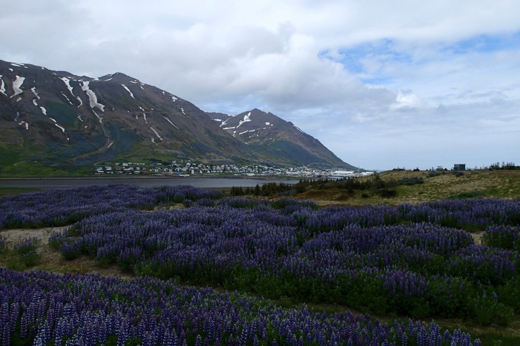 These purple lupines are everywhere. They smell delicious!
