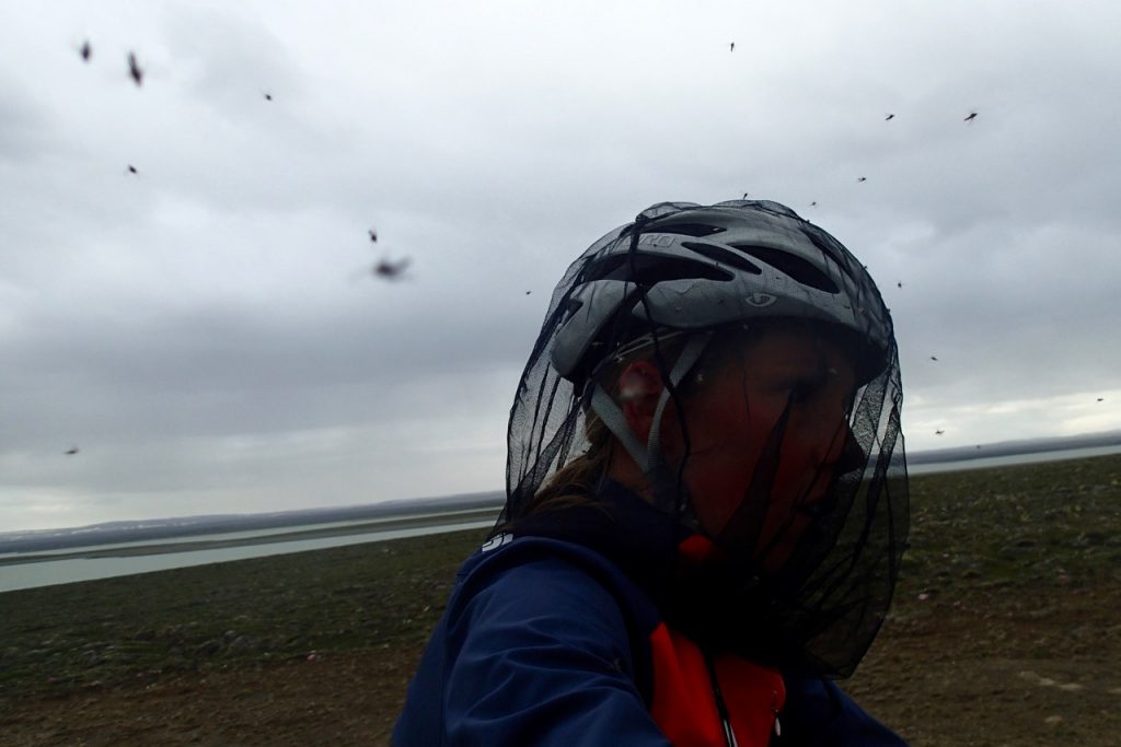 Attacked by flies
