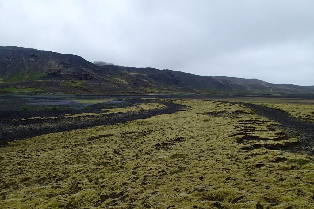 with moss everywhere