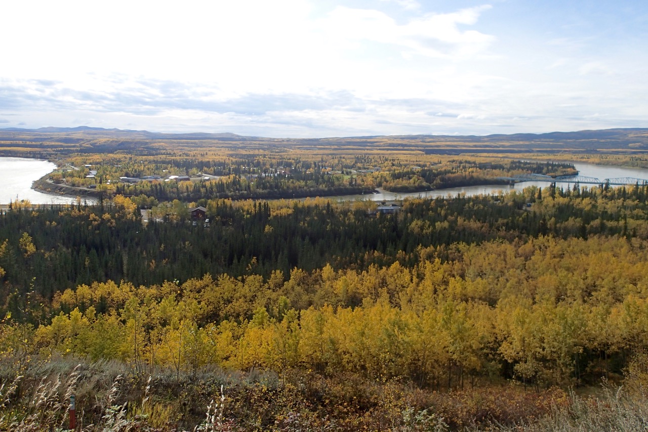 All the trees turn yellow in fall in the north