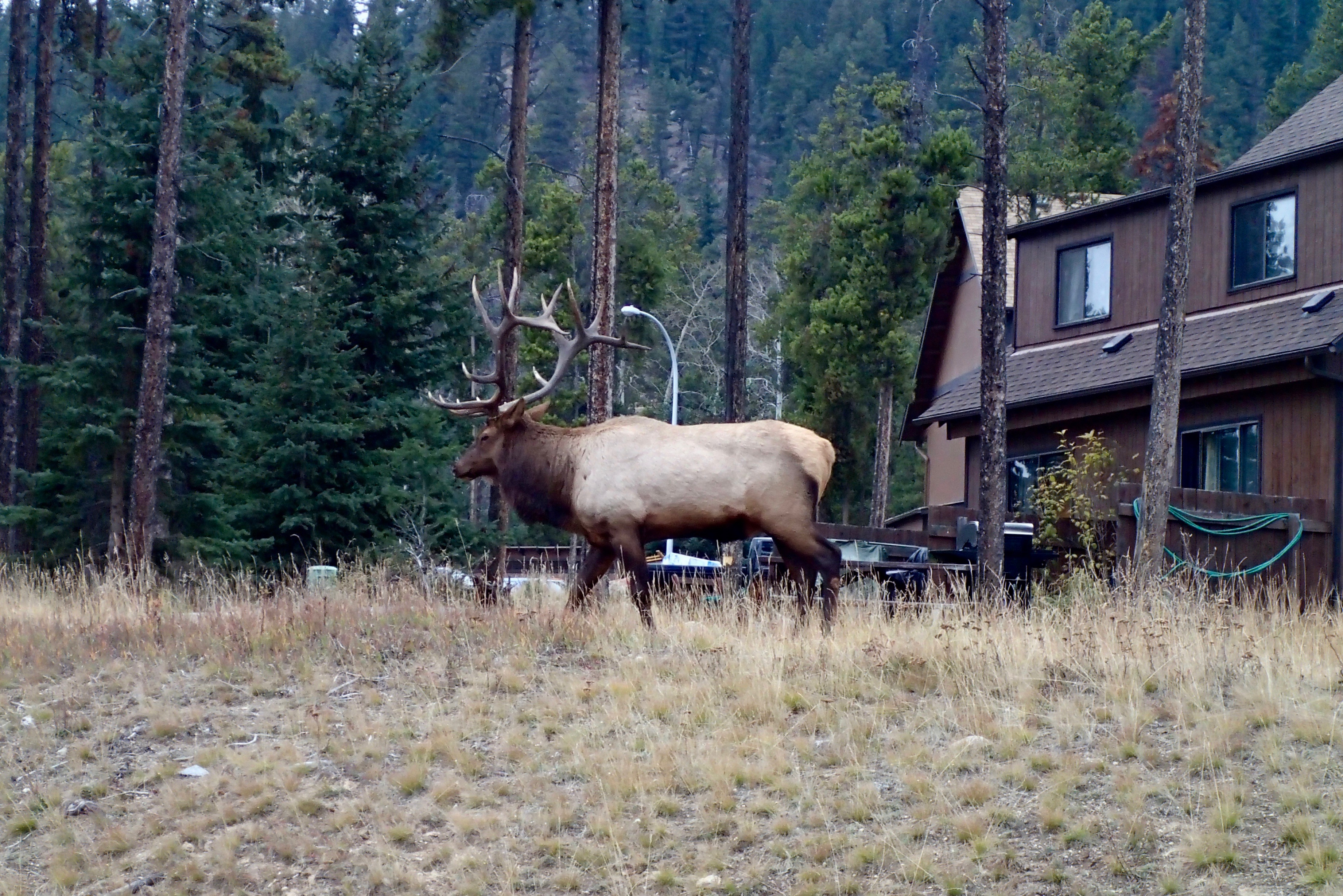 A caribou in Jasper