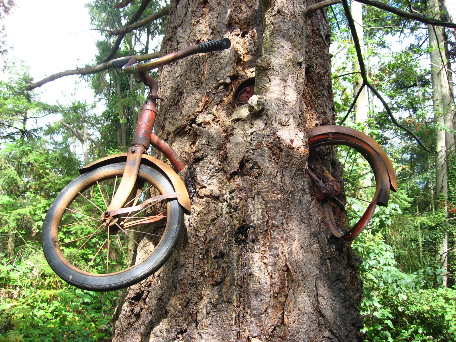 Bicycle in a Tree