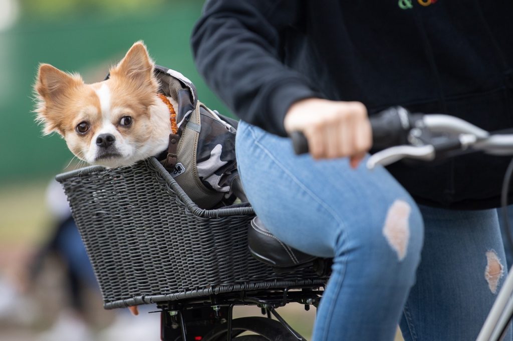 Bicycle basket