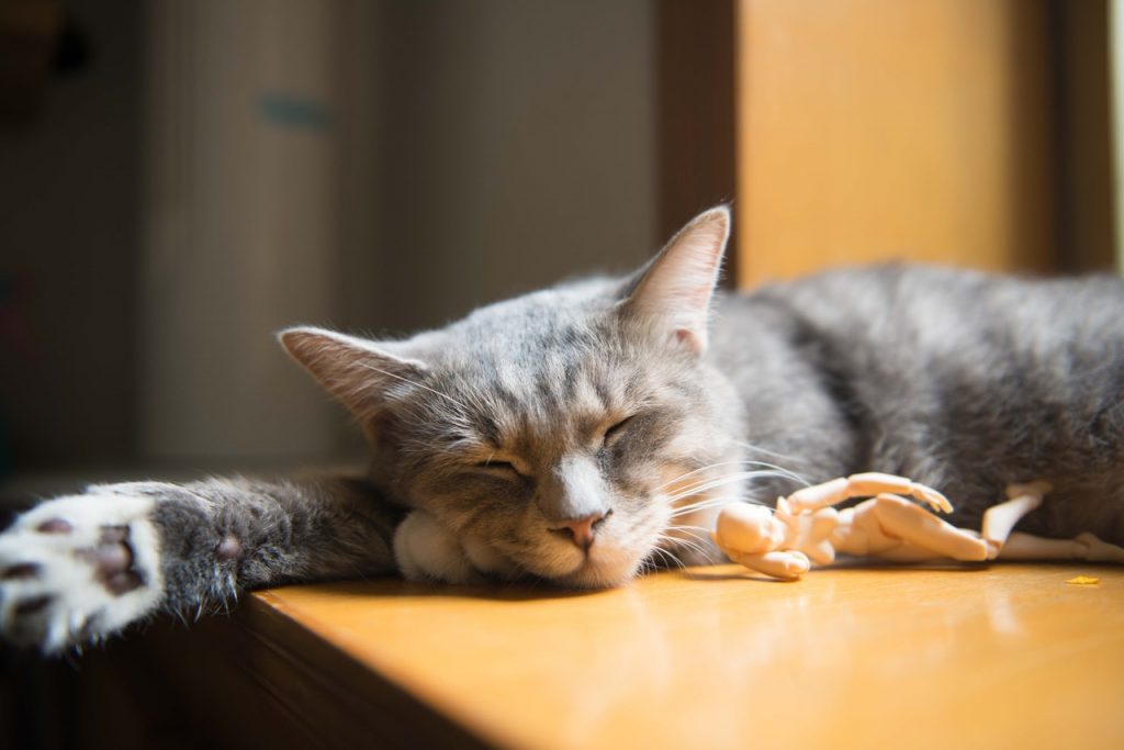 Sleeping cat